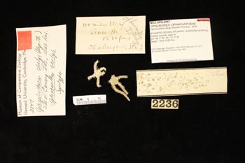 Media type: image;   Invertebrate Zoology OPH-2047